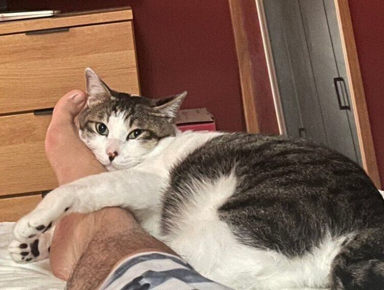 足に抱きついている猫