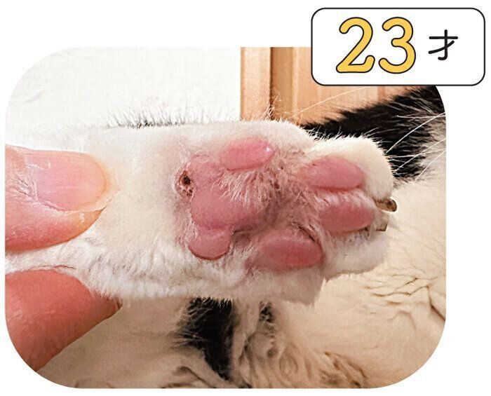 シニア猫の肉球