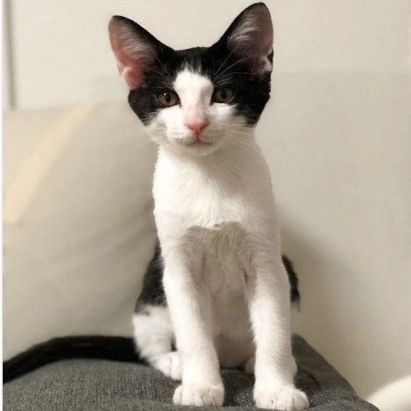 新たな寝床でくつろぐニャンコ