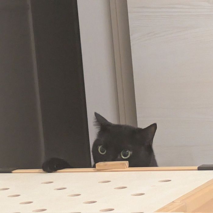 新しいお友達を観察するルーちゃん