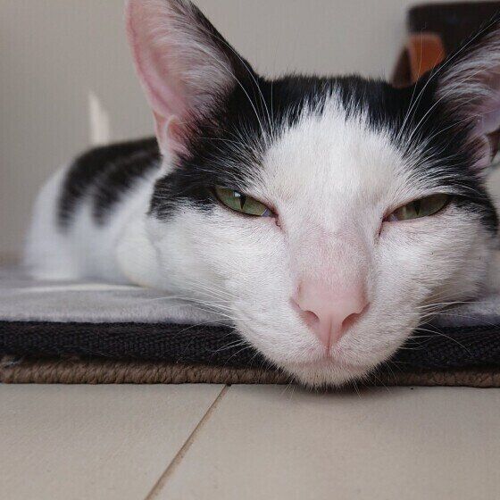 寝落ち寸前のMix猫