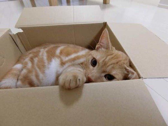 ダンボールの中に入るアメリカンショートヘア