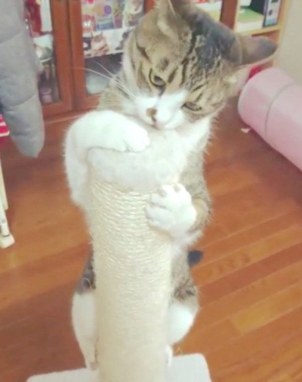 マタタビが好きな猫