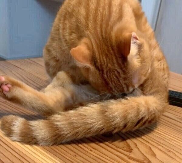 お尻の匂いを嗅ぐうにちゃん
