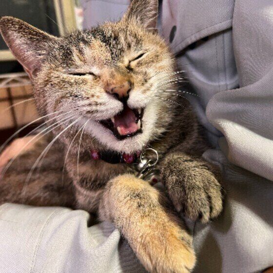 にゃーと鳴くキジトラ猫