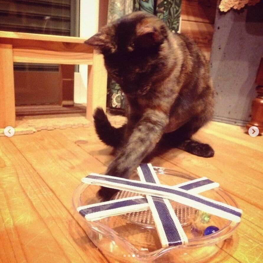 長芋おろし器のおもちゃで遊ぶ猫