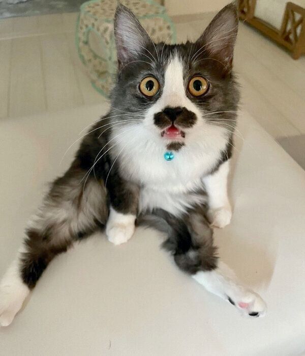 ビックリした顔をするスイちゃん