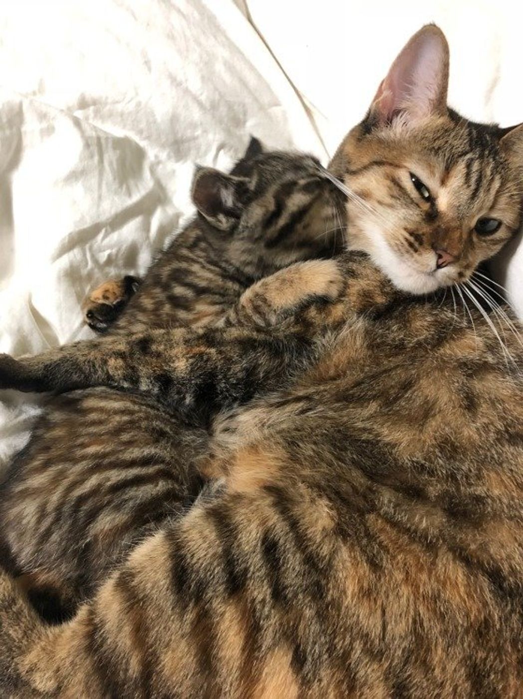 猫のゴロゴロ音はどうして鳴るの 最近聞かない は大丈夫 ねこのきもちweb Magazine 猫のゴロゴロ音はどうして鳴るの 最近聞かない は大丈夫 ねこのきもちweb Magazine