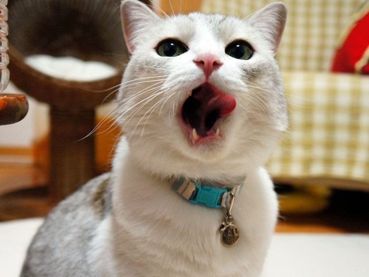 猫の舌のトゲトゲのお話 本日もねこ晴れなり Vol 210 ねこのきもちweb Magazine 猫の舌のトゲトゲのお話 本日もねこ晴れなり Vol 210 ねこのきもちweb Magazine