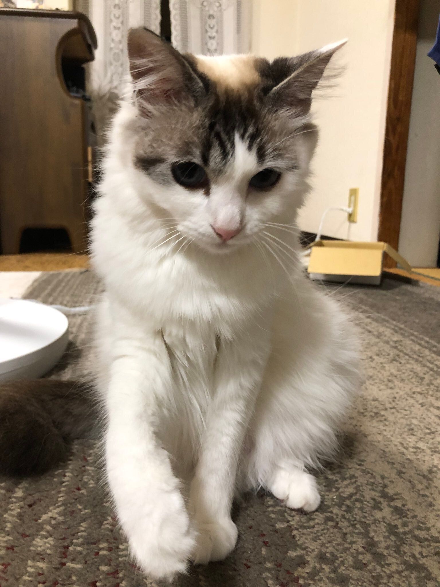 カーペットの上に座る猫