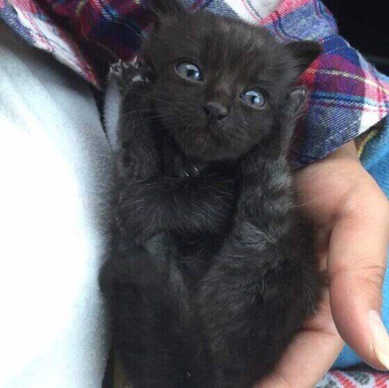 黒猫のよしおちゃん