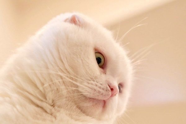 蔑むような目で飼い主さんを見つめるむくちゃん