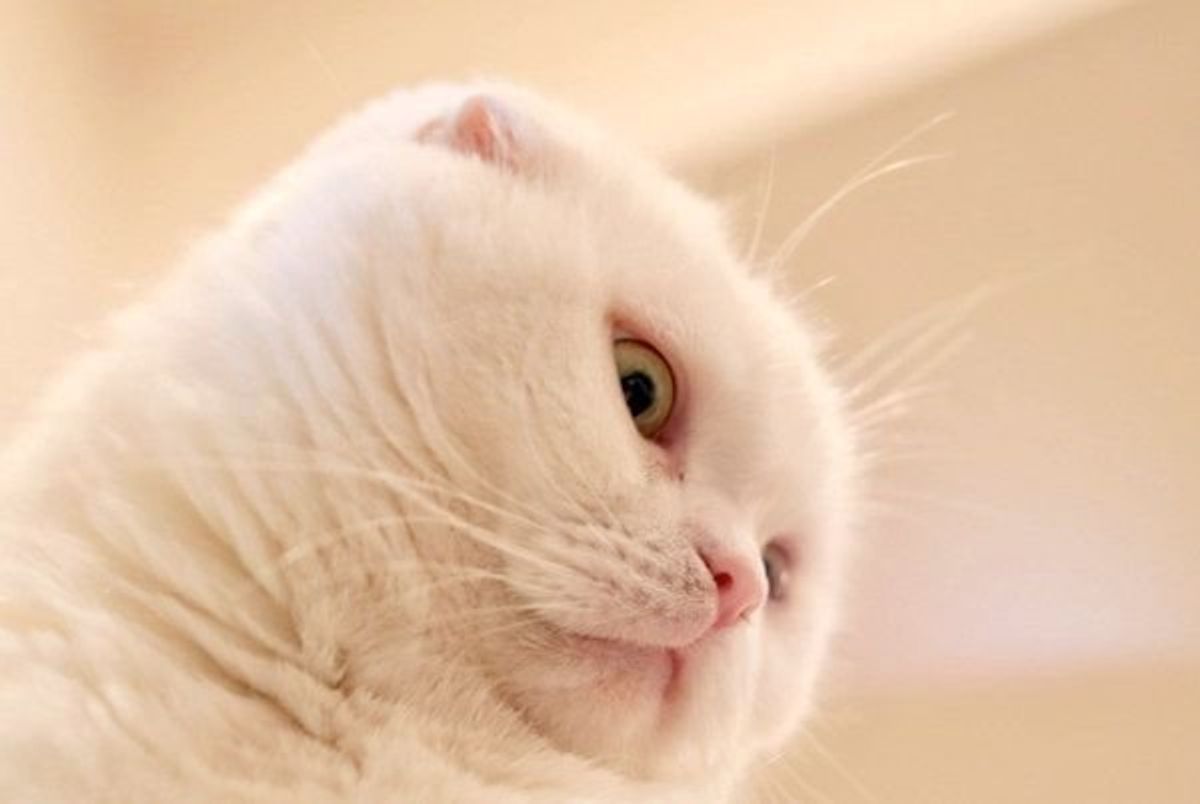 もしかして 見下されてる 蔑むような目で飼い主さんを見る猫 ねこのきもちweb Magazine もしかして 見下されてる 蔑むような目で飼い主さんを見る猫 ねこのきもちweb Magazine