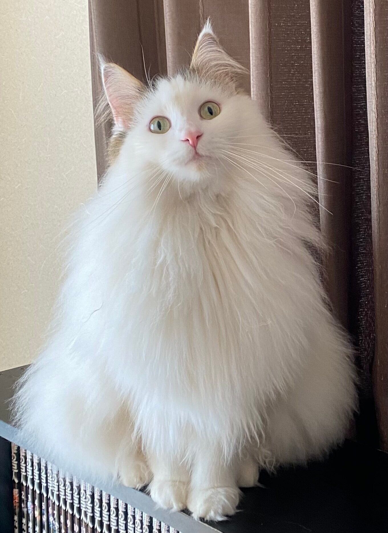 飼い主を見つめるノルウェージャンフォレストキャット
