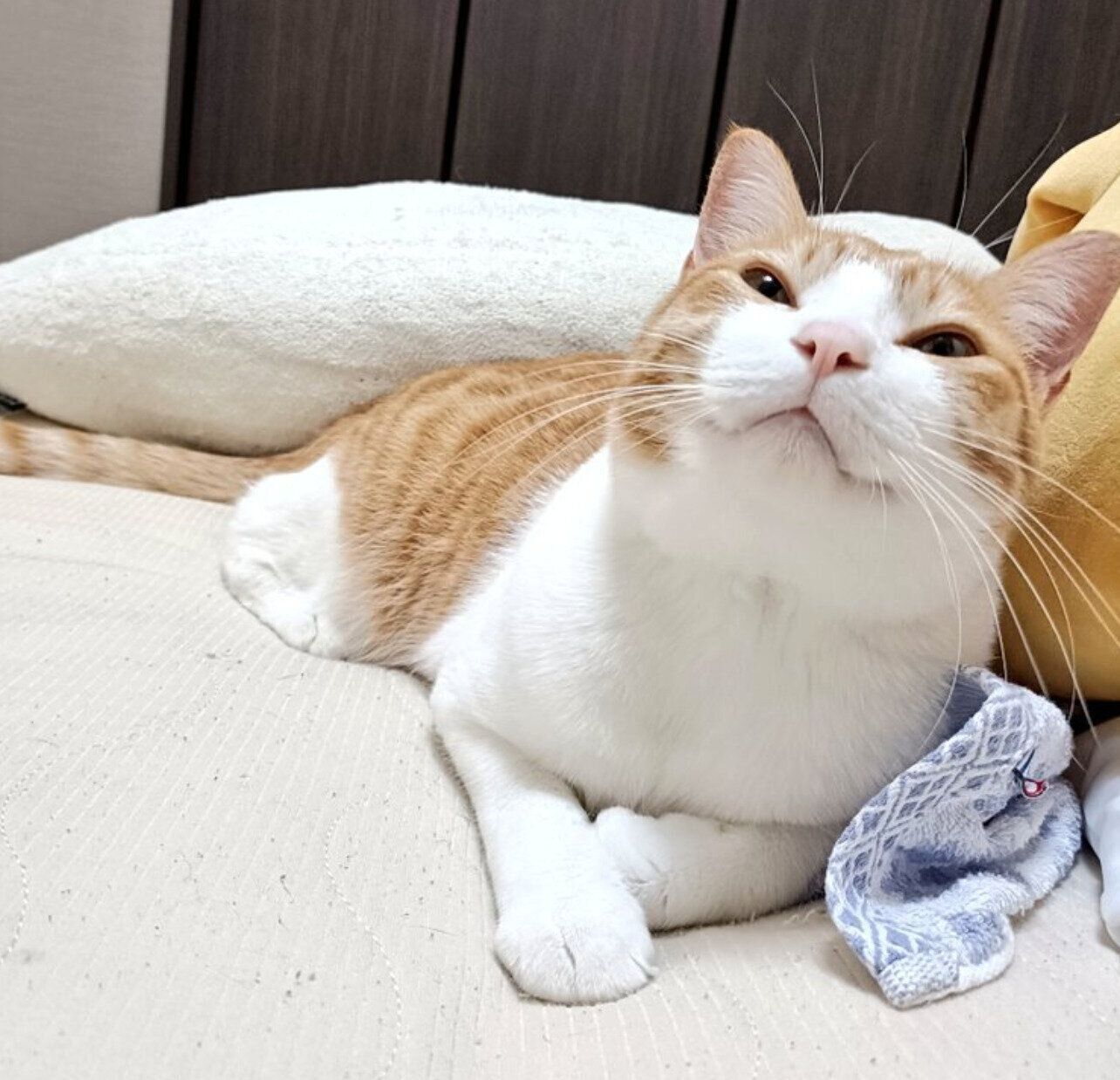 微笑むチョロすけくん