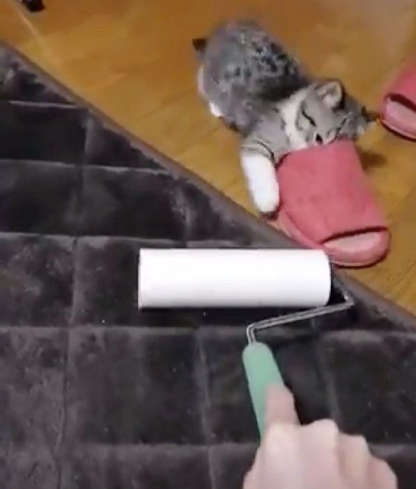 コロコロと勝負するもかちゃん