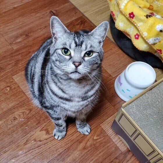 アメリカンショートヘアのあじくん♪