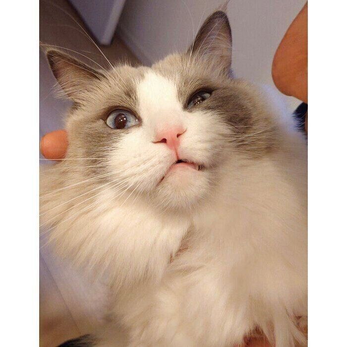 「パパに見せる顔」のミントくん（撮影時3才）