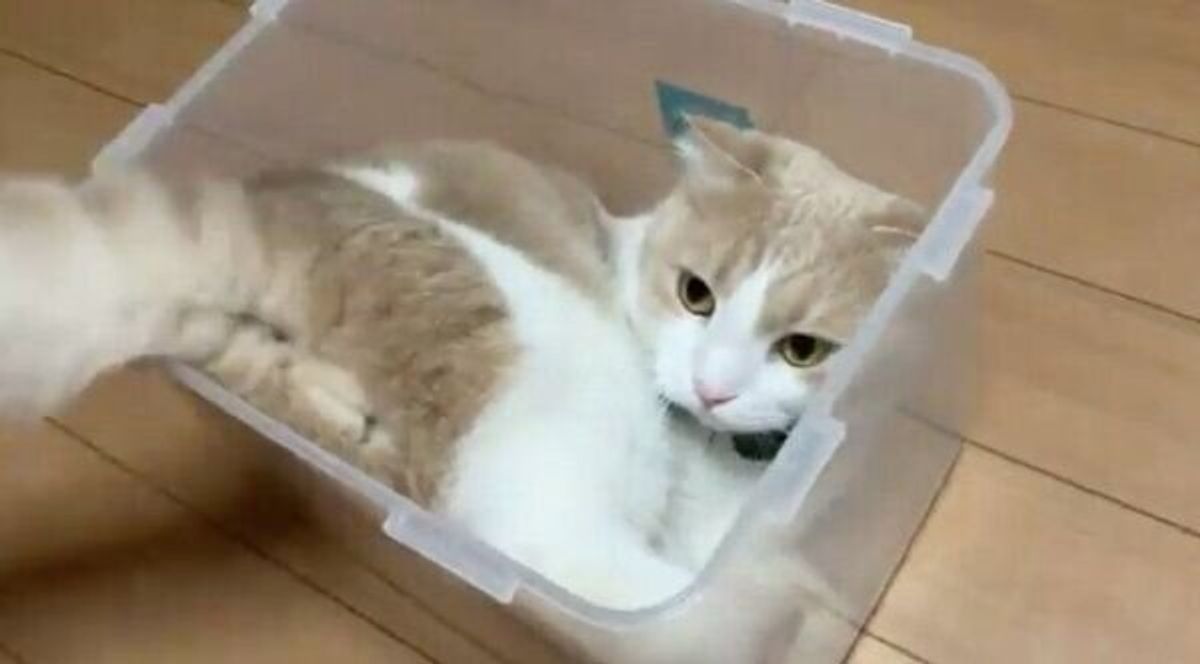 まさに箱入り猫 ケースにすっぽり入る猫の姿に 猫は液体 を実感 ねこのきもちweb Magazine まさに箱入り猫 ケースにすっぽり入る猫の姿に 猫は液体 を実感 ねこのきもちweb Magazine