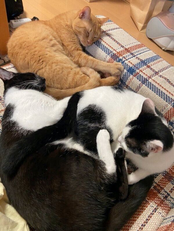 猫団子をする先住猫