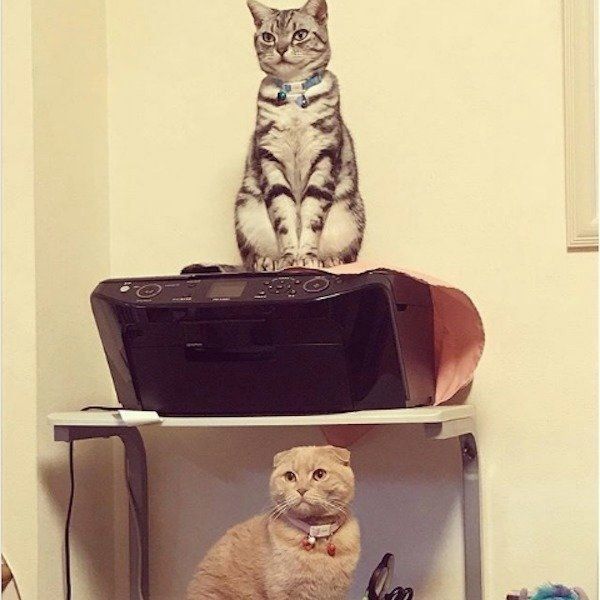 見つめるアメリカンショートヘアとスコティッシュフォールド