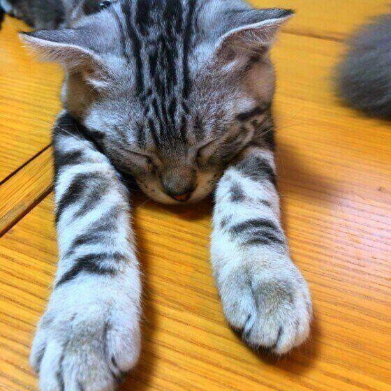 ごめん寝するスコティッシュフォールド