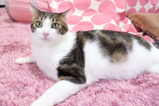 ケイちゃん  MIX　キジトラ