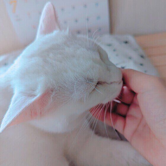 Mix（白）の雪月ちゃん♪