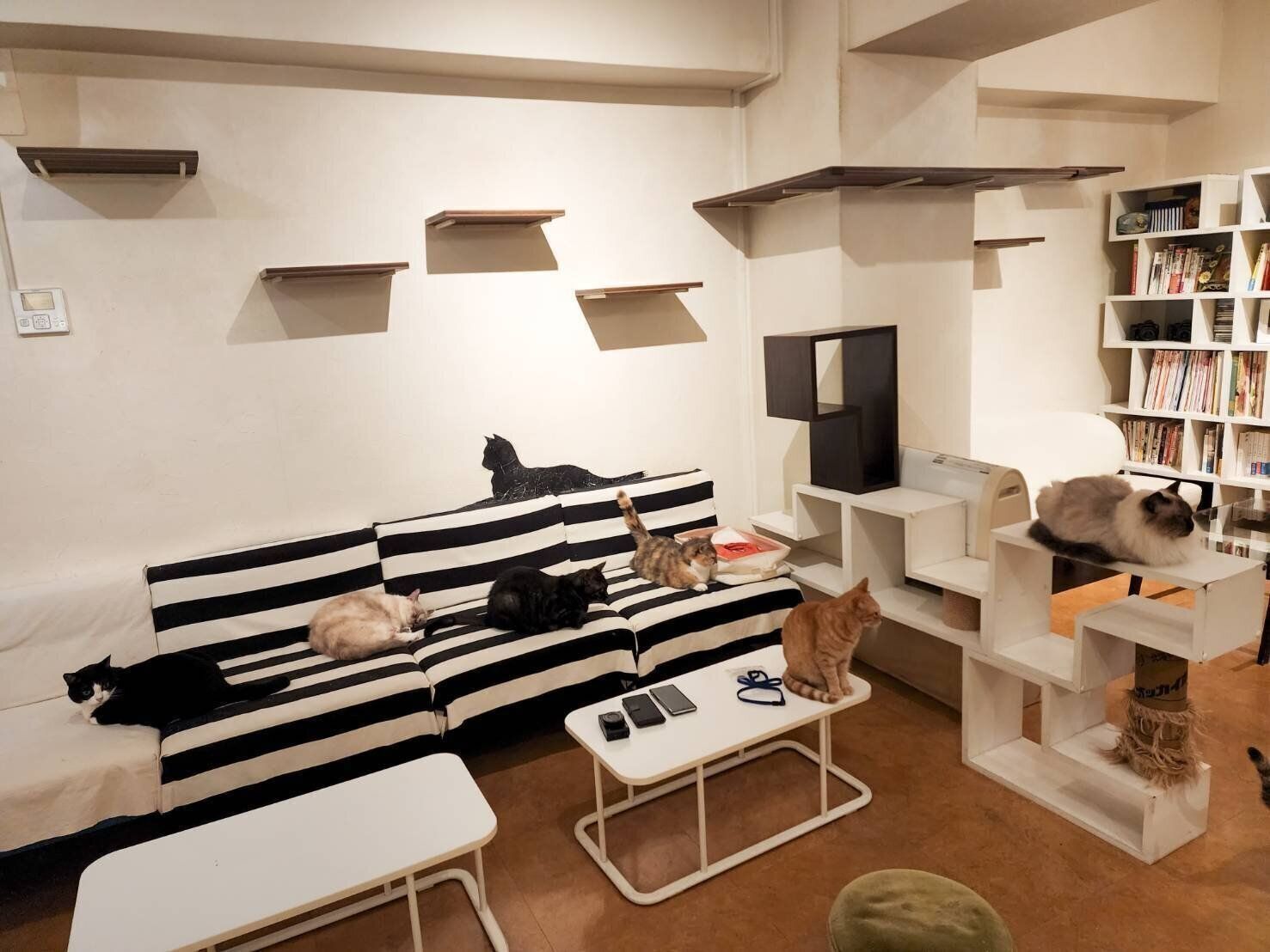 モノトーンのおしゃれな雰囲気が似合う猫たち