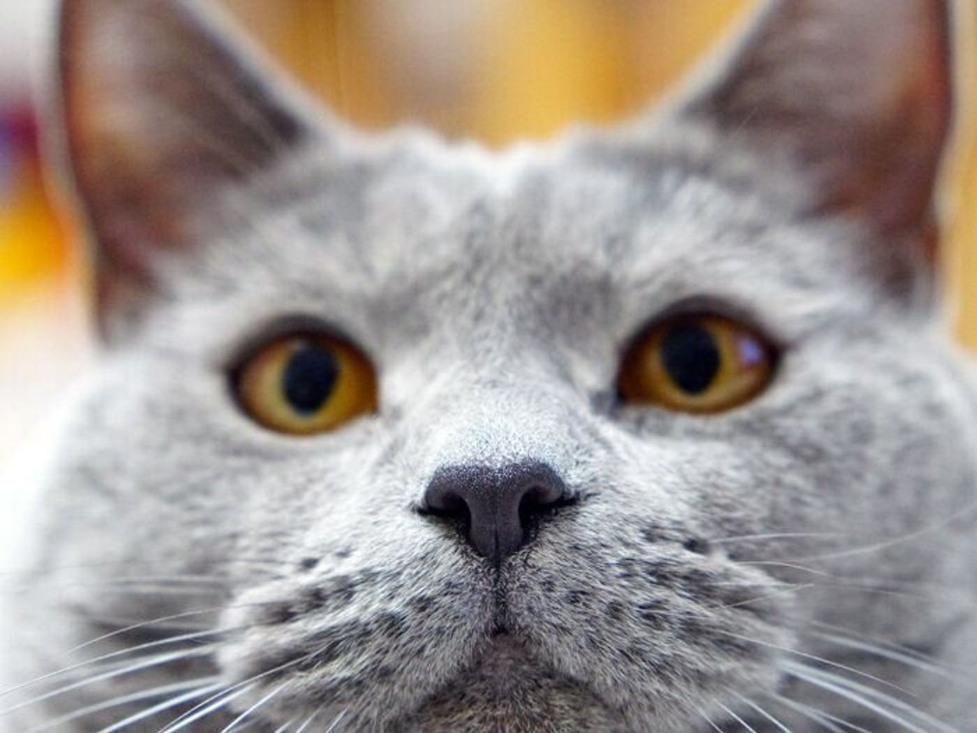 ふてくされるだけ それとも体調不良 見極めが肝心です 本日もねこ晴れなり Vol 361 ねこのきもちweb Magazine ふてくされるだけ それとも体調不良 見極めが肝心です 本日もねこ晴れなり Vol 361 ねこのきもちweb Magazine