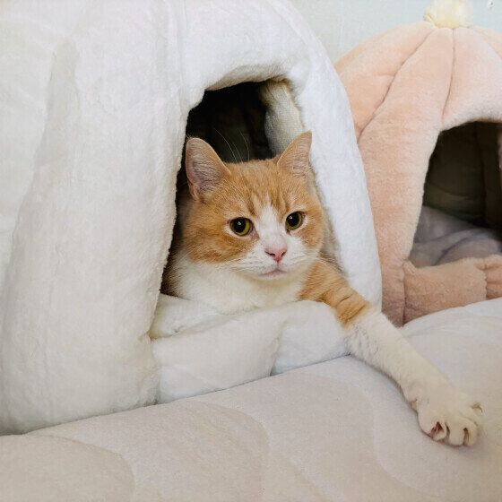 マンチカンの日向（ひなた）くん