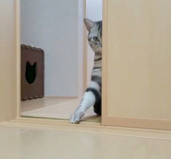 おやつを催促するアメリカンショートヘア