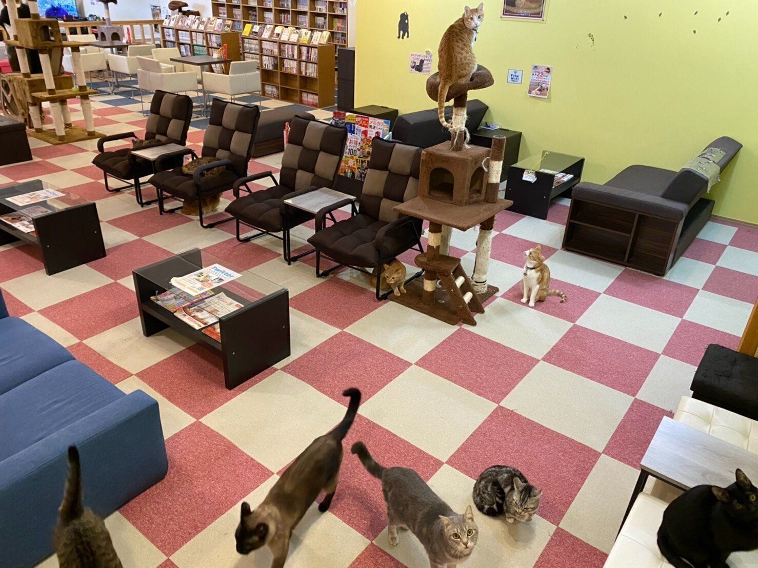 広々とした店内で、”ニャンズ”もまったり