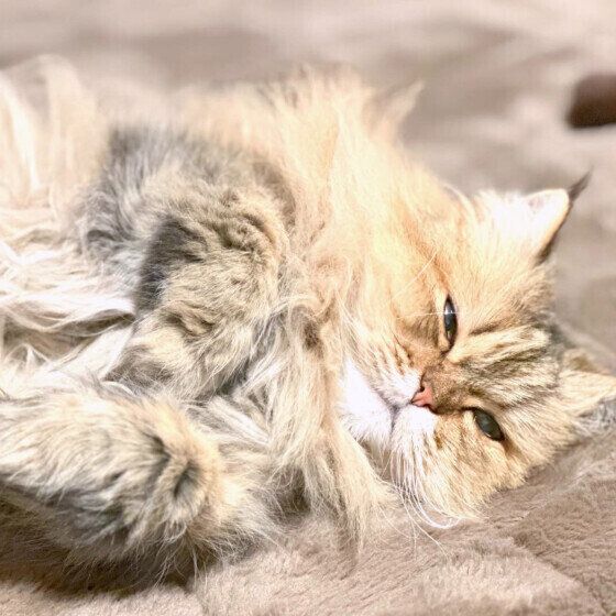 ペルシャのFa Faちゃん