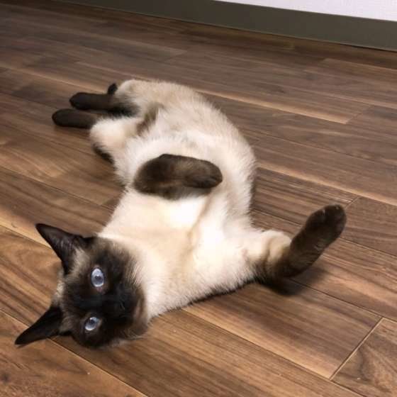 床に寝転ぶシャム猫