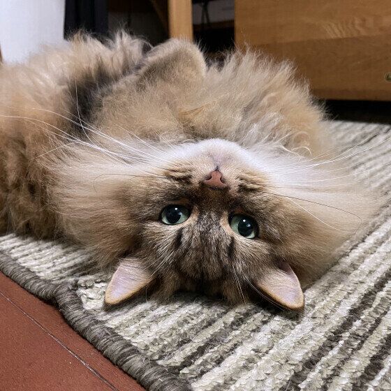 ペルシャのかかおくん