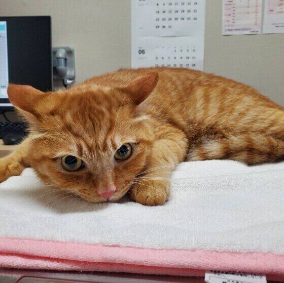 病院に来たMIXの男の子