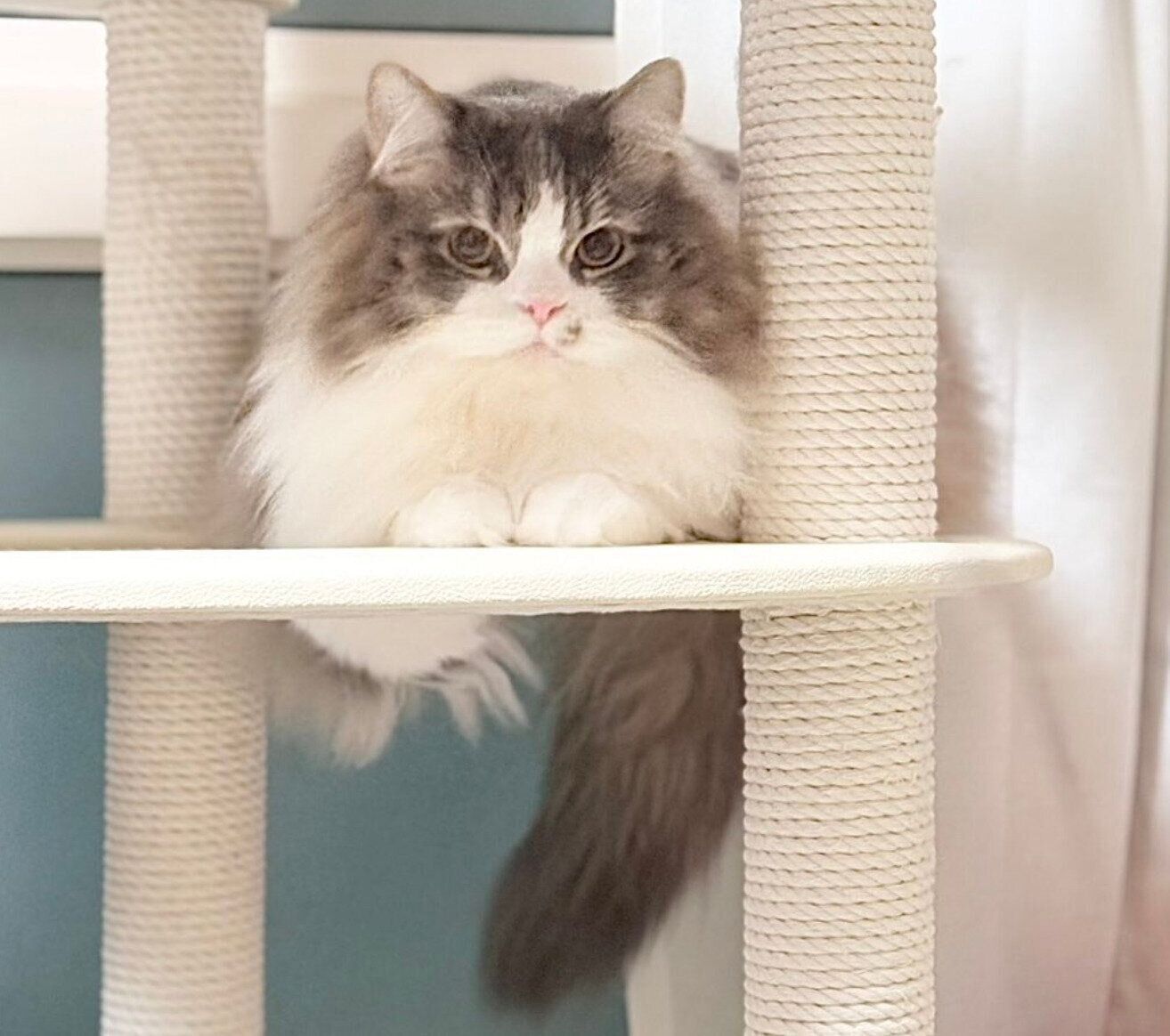 成長したたおくん