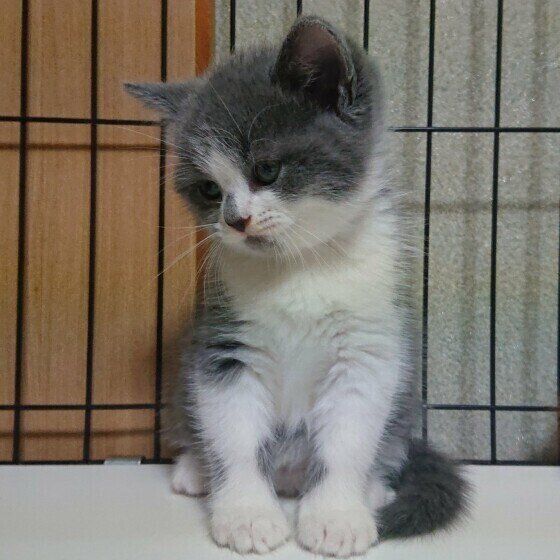 ちょっぴりご機嫌斜めのスコティッシュフォールド