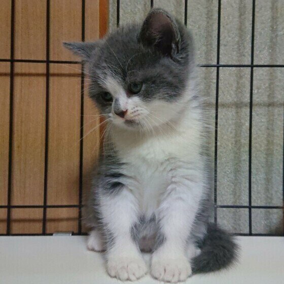 獣医師監修 猫に玉ねぎは絶対にng 食べてしまったときの症状と対処方法 ねこのきもちweb Magazine 獣医師監修 猫に玉ねぎは絶対にng 食べてしまったときの症状と対処方法 ねこのきもちweb Magazine