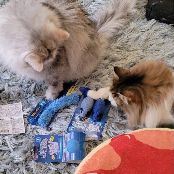 ノルウェージアンフォレストキャットのノワくん