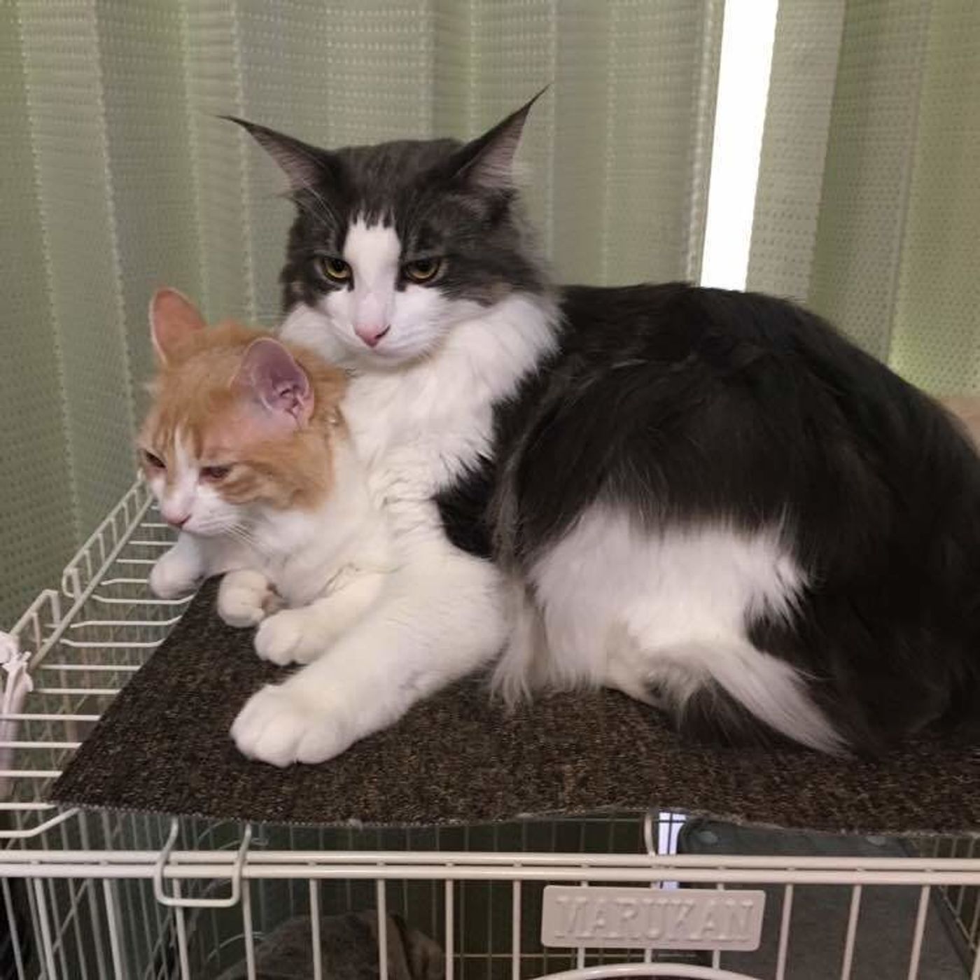 サイベリアンの特徴と性格 飼い方 価格相場など 猫図鑑 ねこのきもちweb Magazine サイベリアンの特徴と性格 飼い方 価格相場など 猫図鑑 ねこのきもちweb Magazine