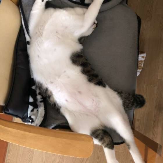 お腹を見せる猫