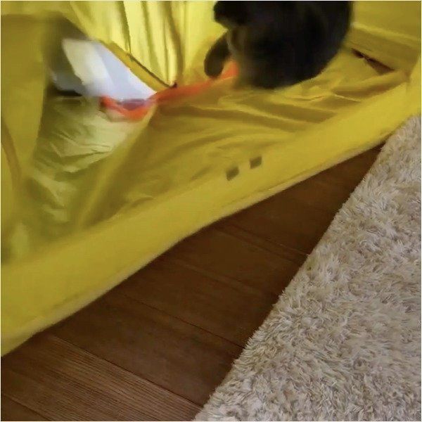 テントでじゃれ合うニャンコ