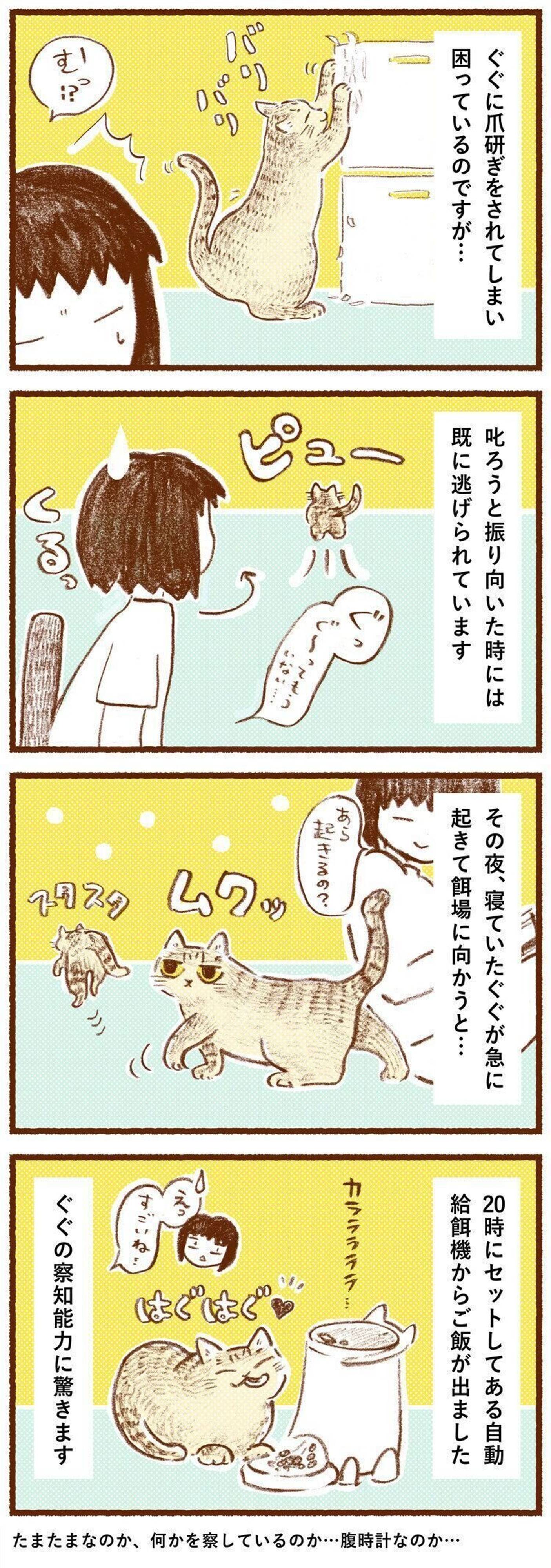 叱ろうと思ったら もういない 猫の察知能力はすごい しまねこぐぐ Vol 65 ねこのきもちweb Magazine 叱ろうと思ったら もういない 猫の察知能力はすごい しまねこぐぐ Vol 65 ねこのきもちweb Magazine