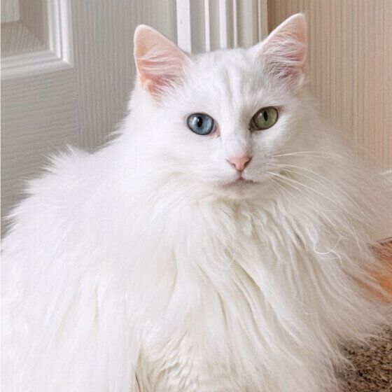 MIX白の果南ちゃん