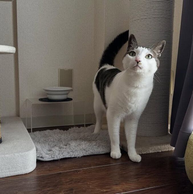 上の方を見る猫