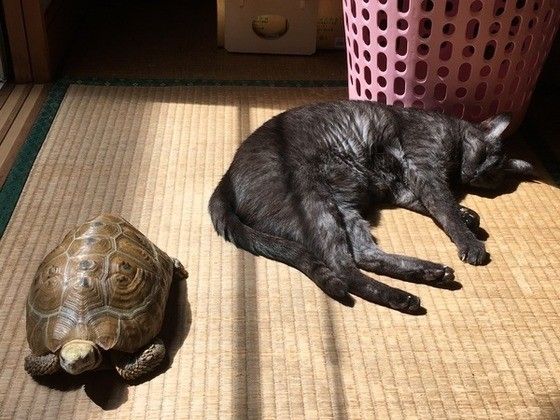 ひなたぼっこするエジプシャンマウ