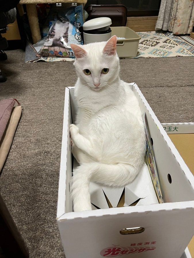 箱の中でくつろぐ猫