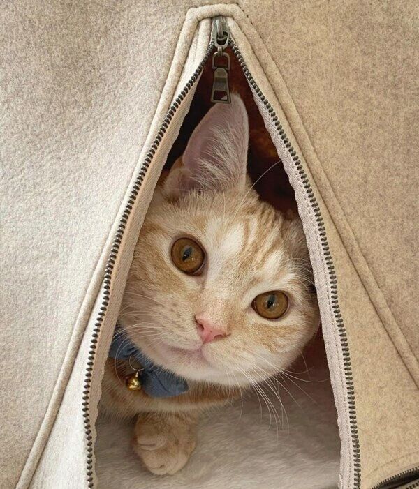 テントから「こんにちは」をするきなこくん